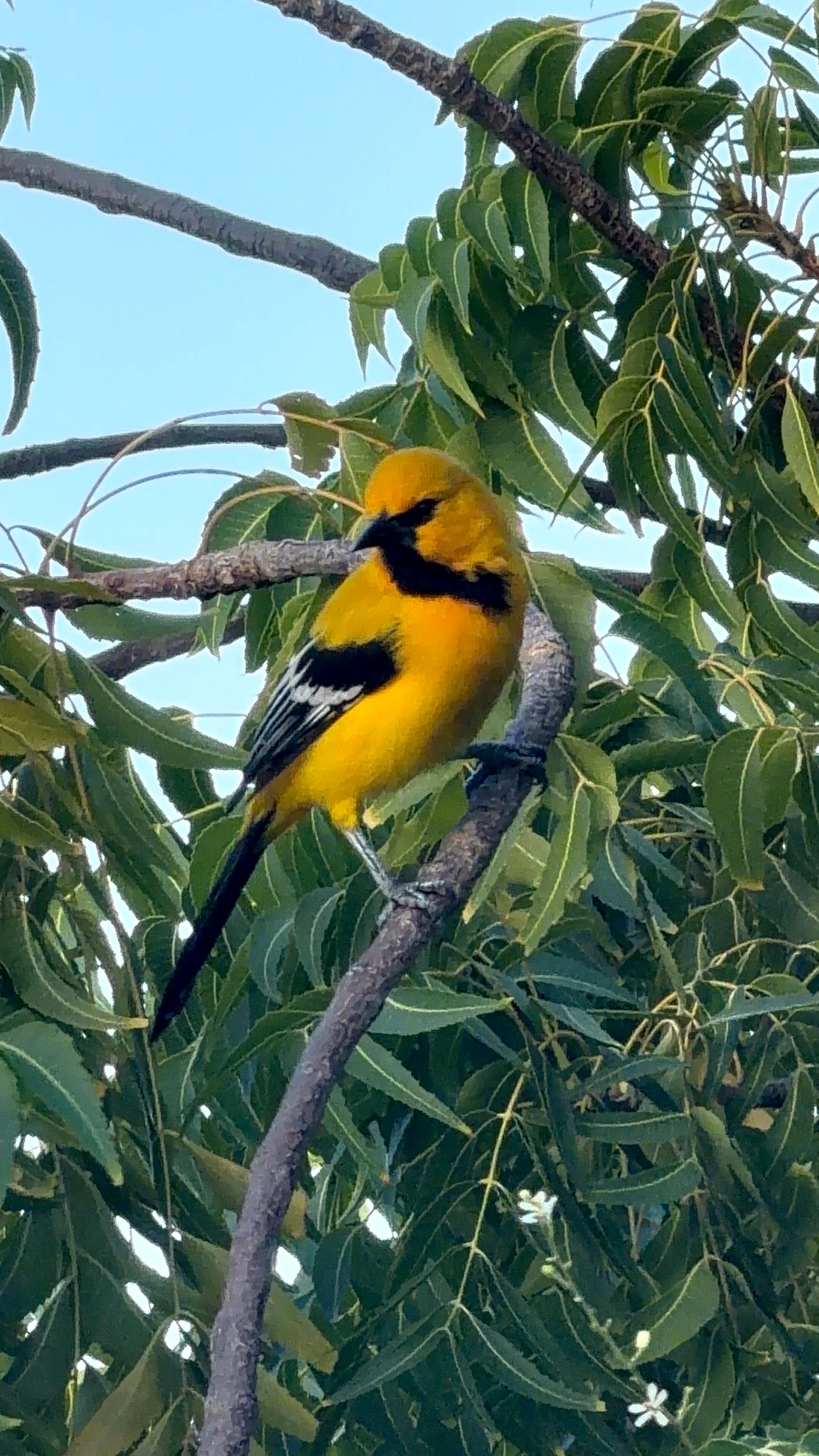 So many birds in the yard 