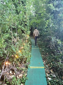 The beginning of the path to the treehouse!