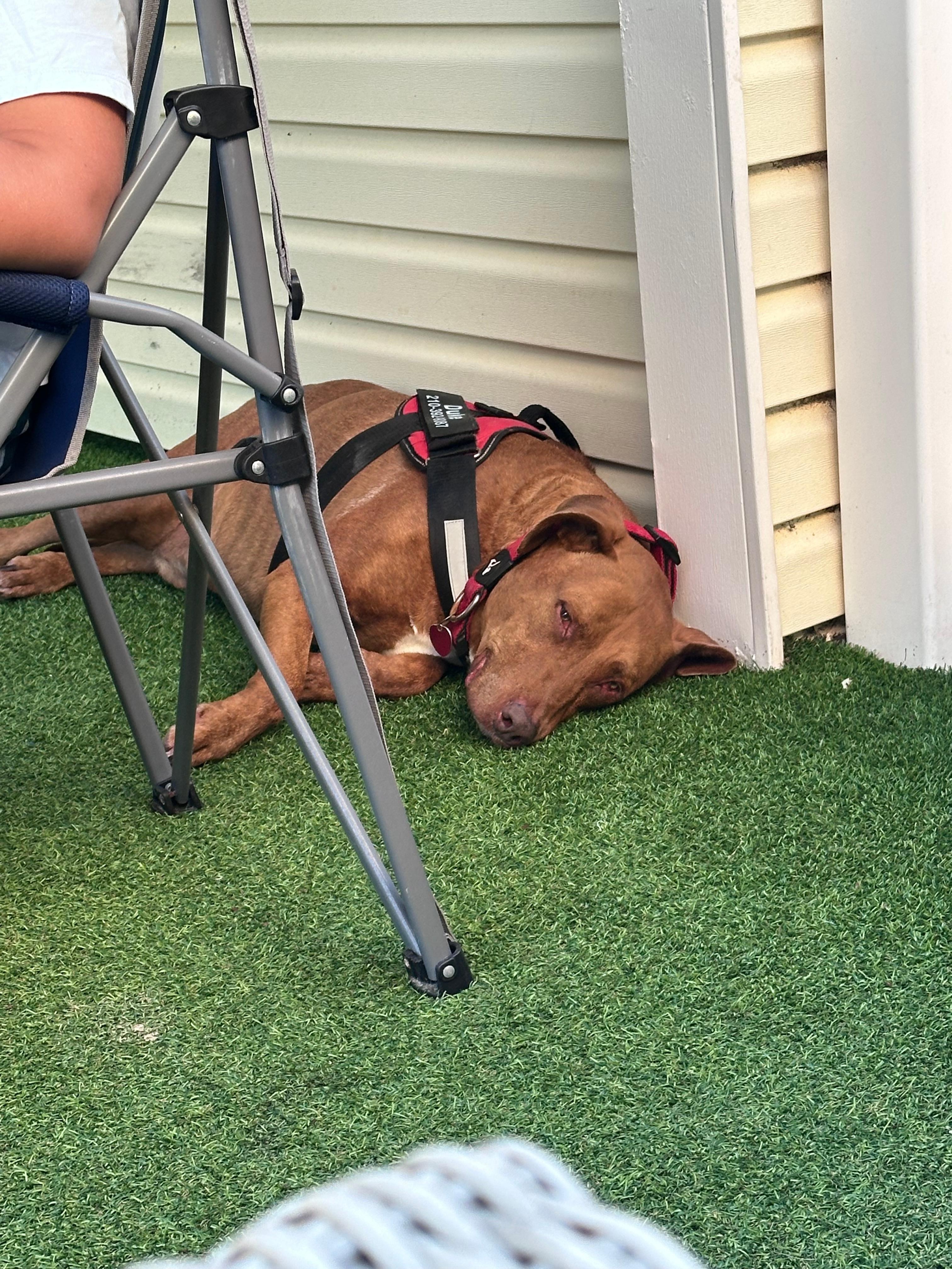 Resting on the patio