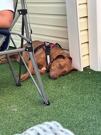 Resting on the patio