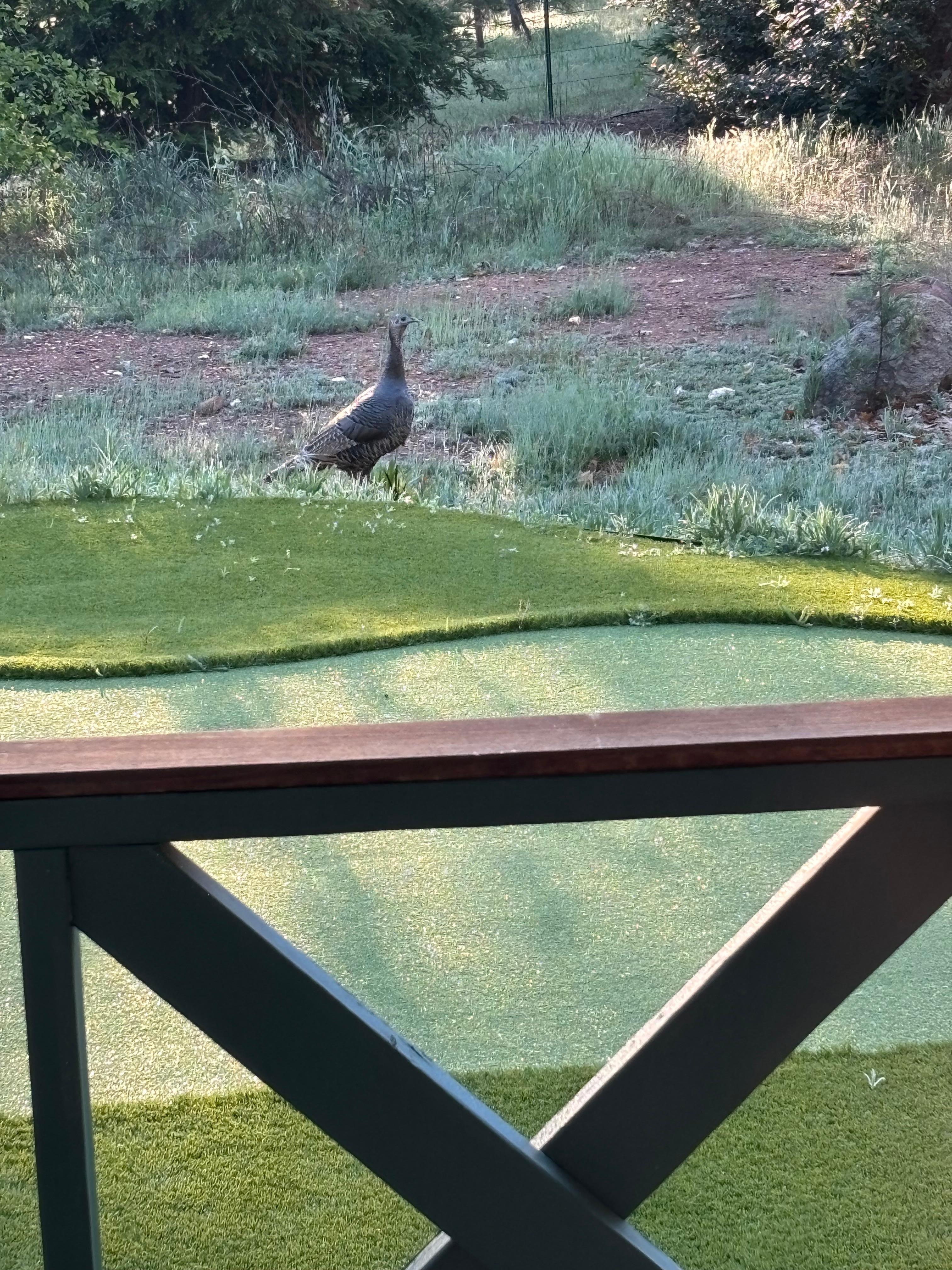 Turkeys cruised by and gobbled each morning.