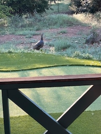 Turkeys cruised by and gobbled each morning.