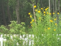 Back yard view into the woods.