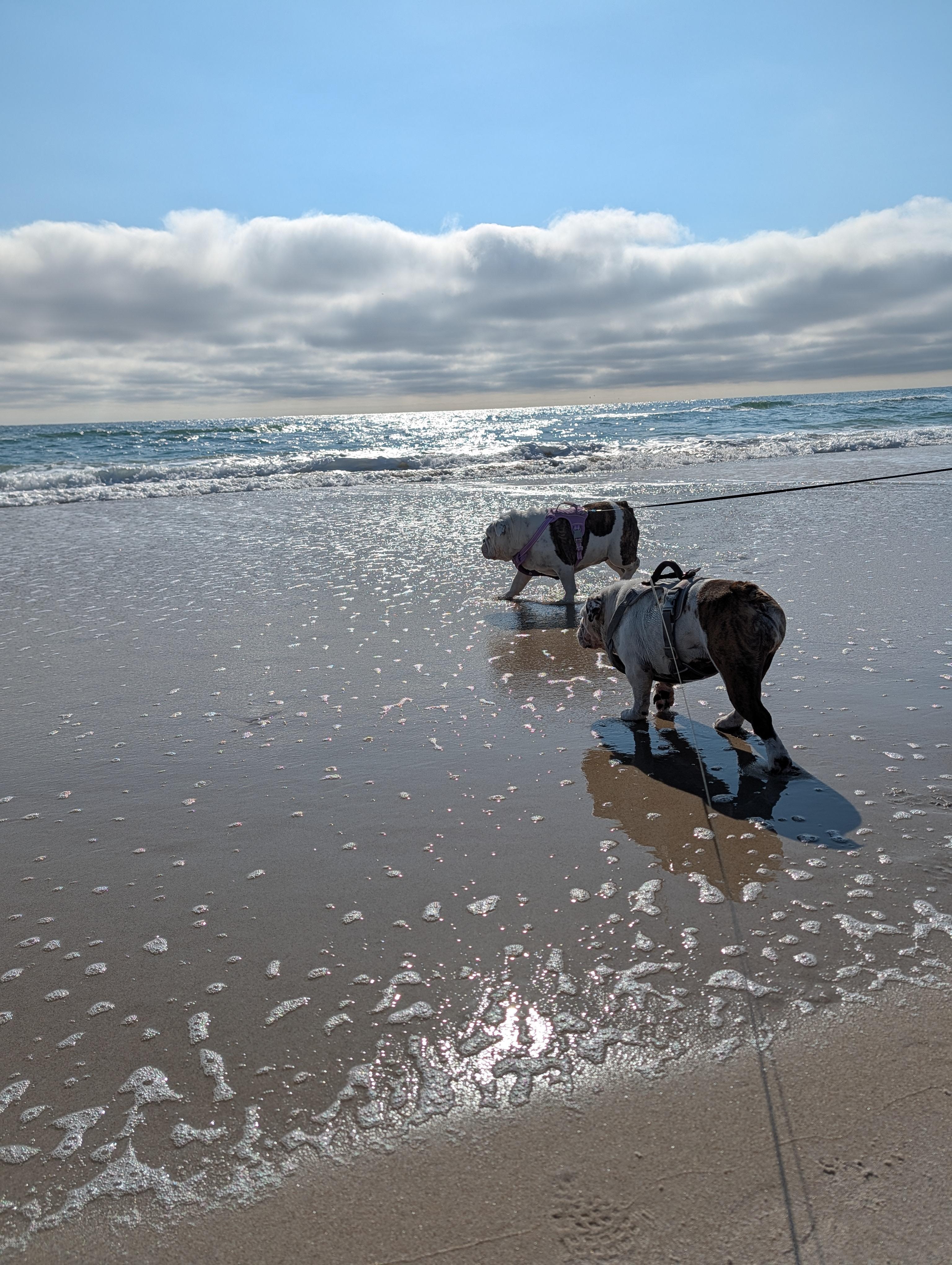 Our dogs first trip to the beach