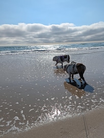 Our dogs first trip to the beach