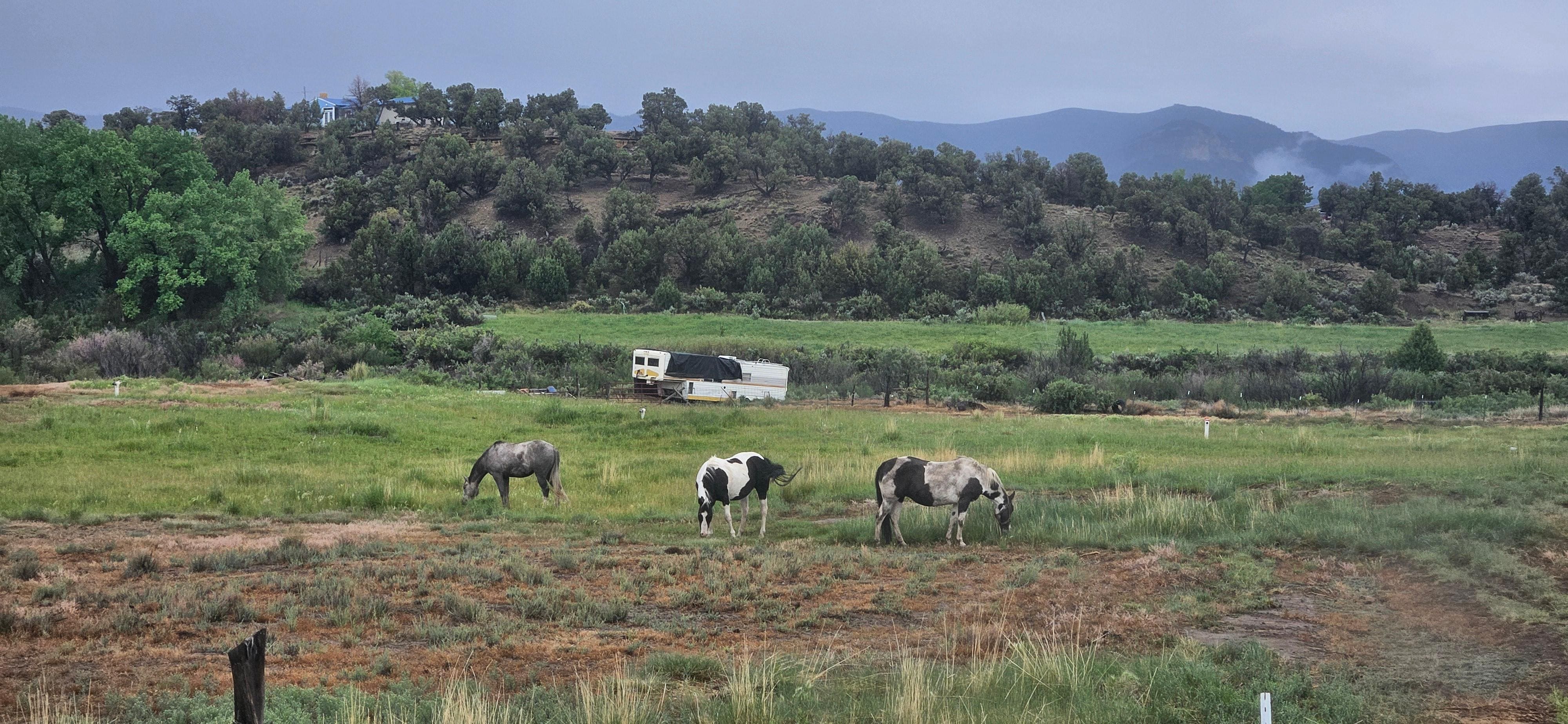 View from kitchen (horse pasture behind house)