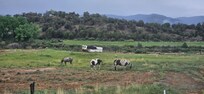 View from kitchen (horse pasture behind house)