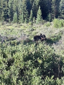 Elk. There were three more behind him in the bushes