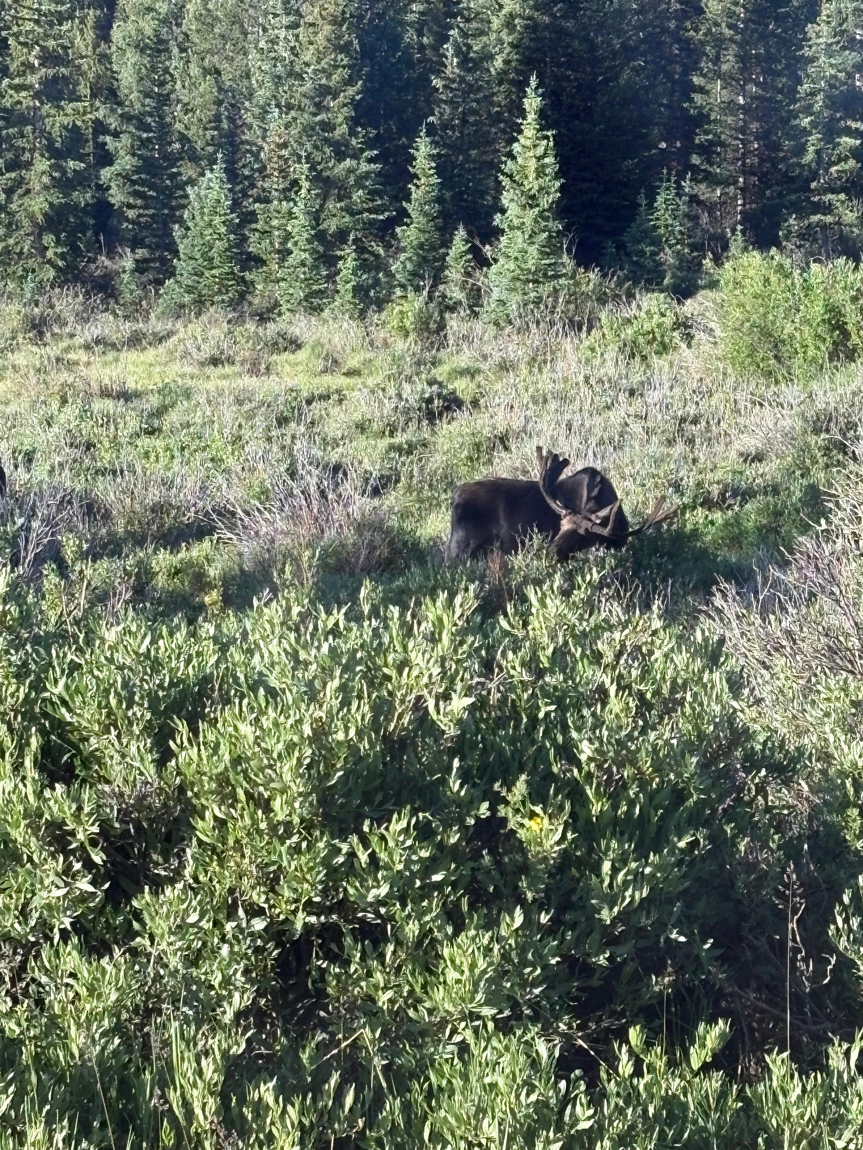 Elk. There were three more behind him in the bushes
