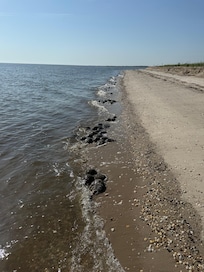 Horseshoe crabs
