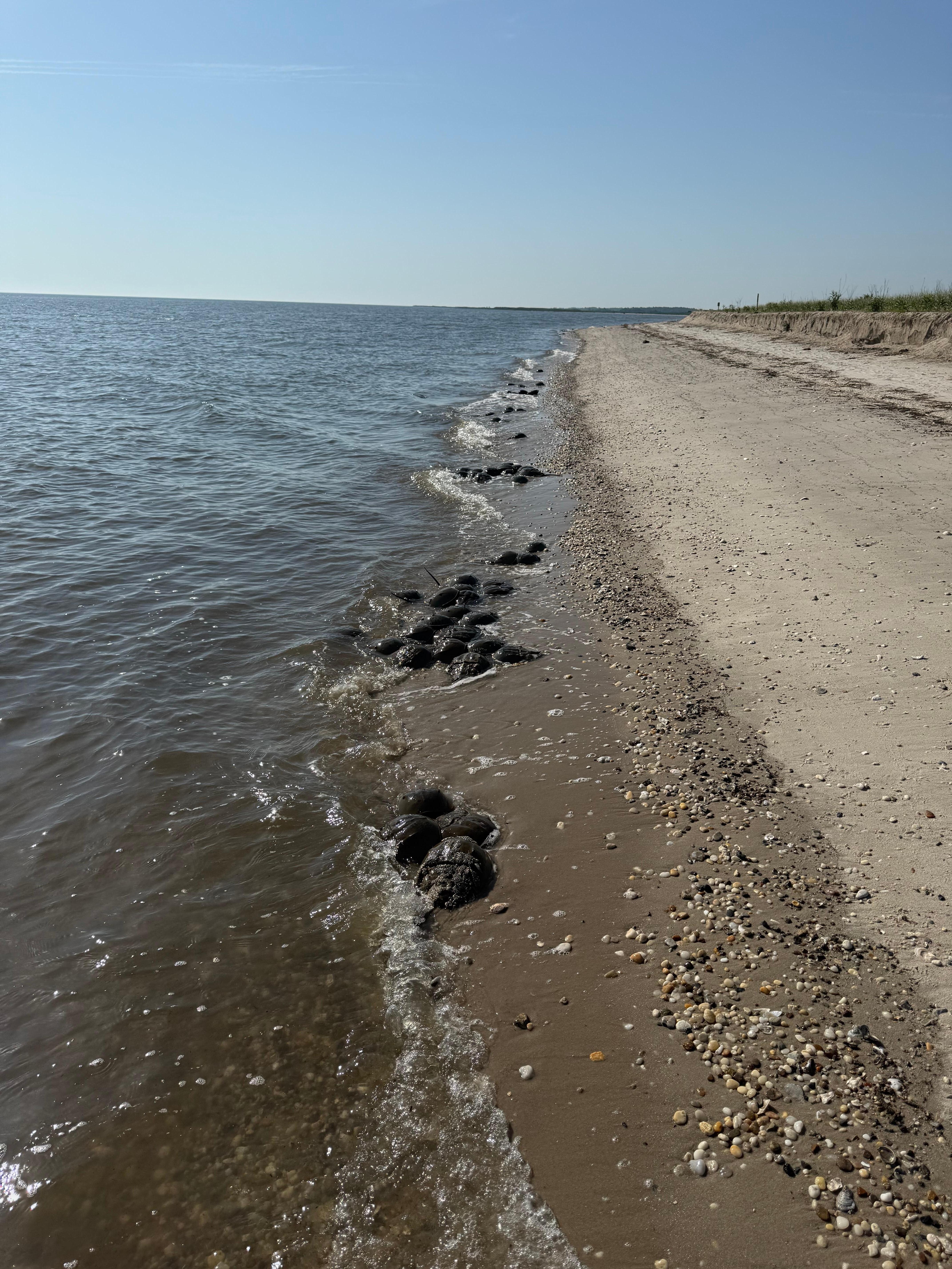 Horseshoe crabs