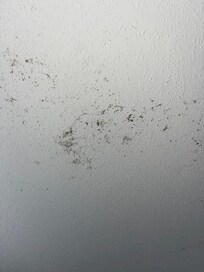 Ceiling mold