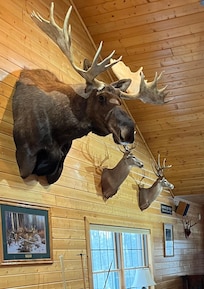 This moose was amazing!