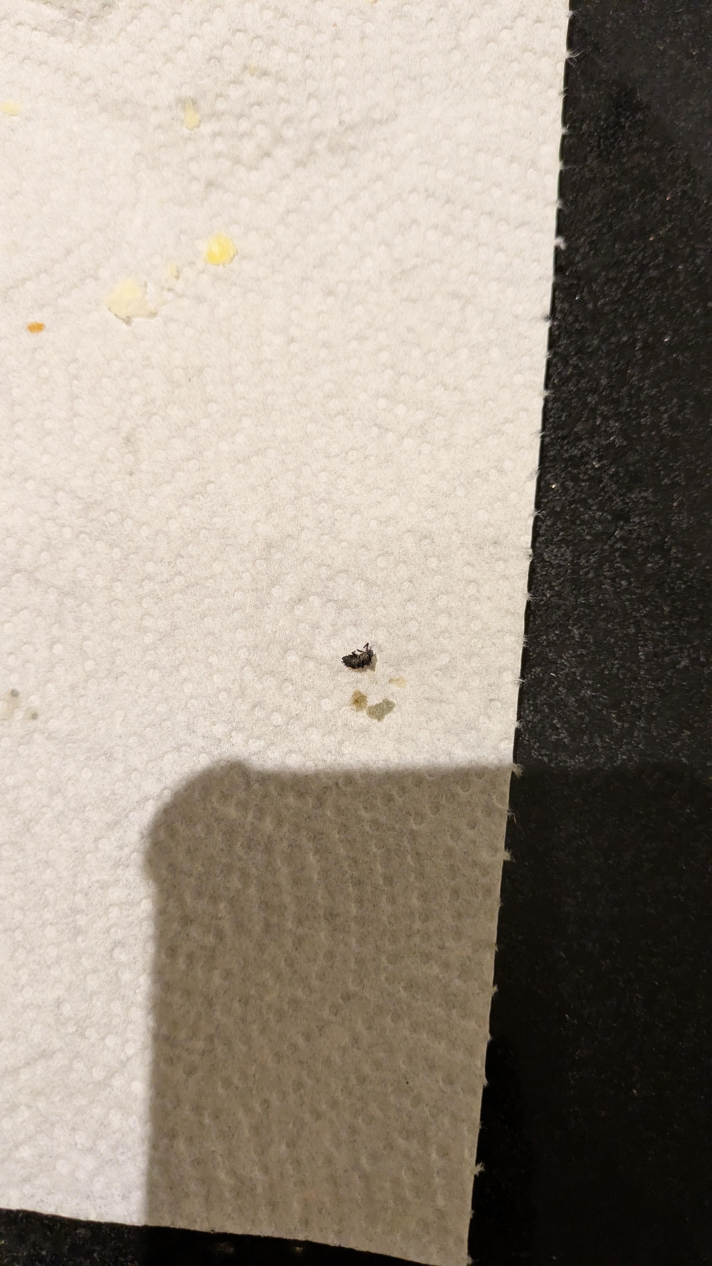 bugs/insets in bedrooms/bathrooms