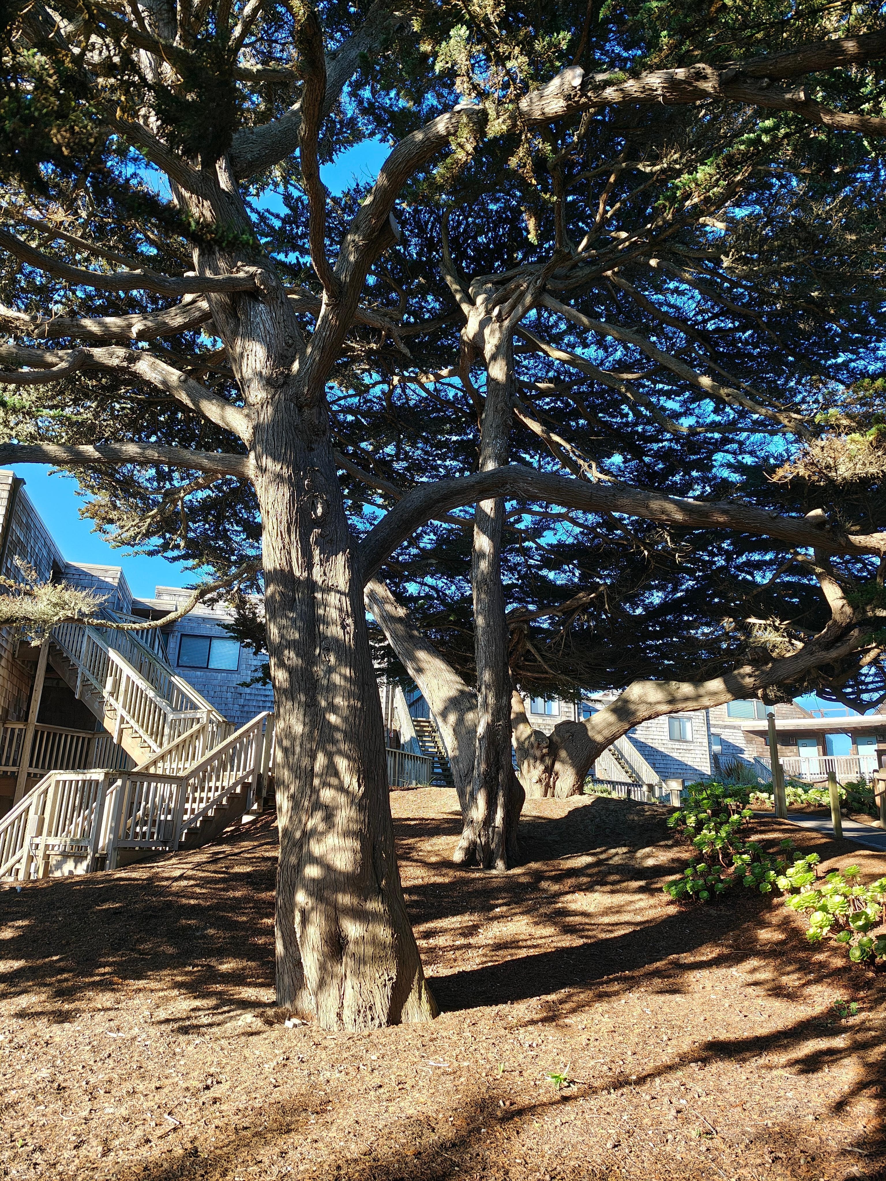 Beautiful trees throughout the property 