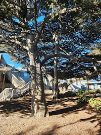 Beautiful trees throughout the property