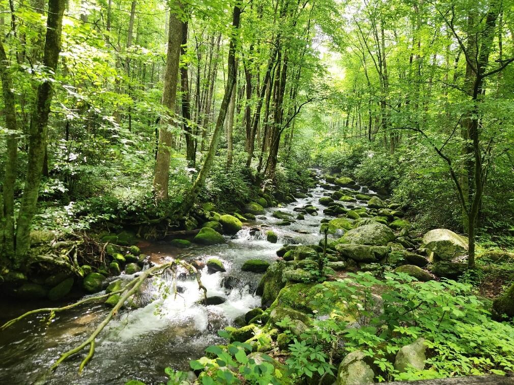 Nearby Roaring Forks loop