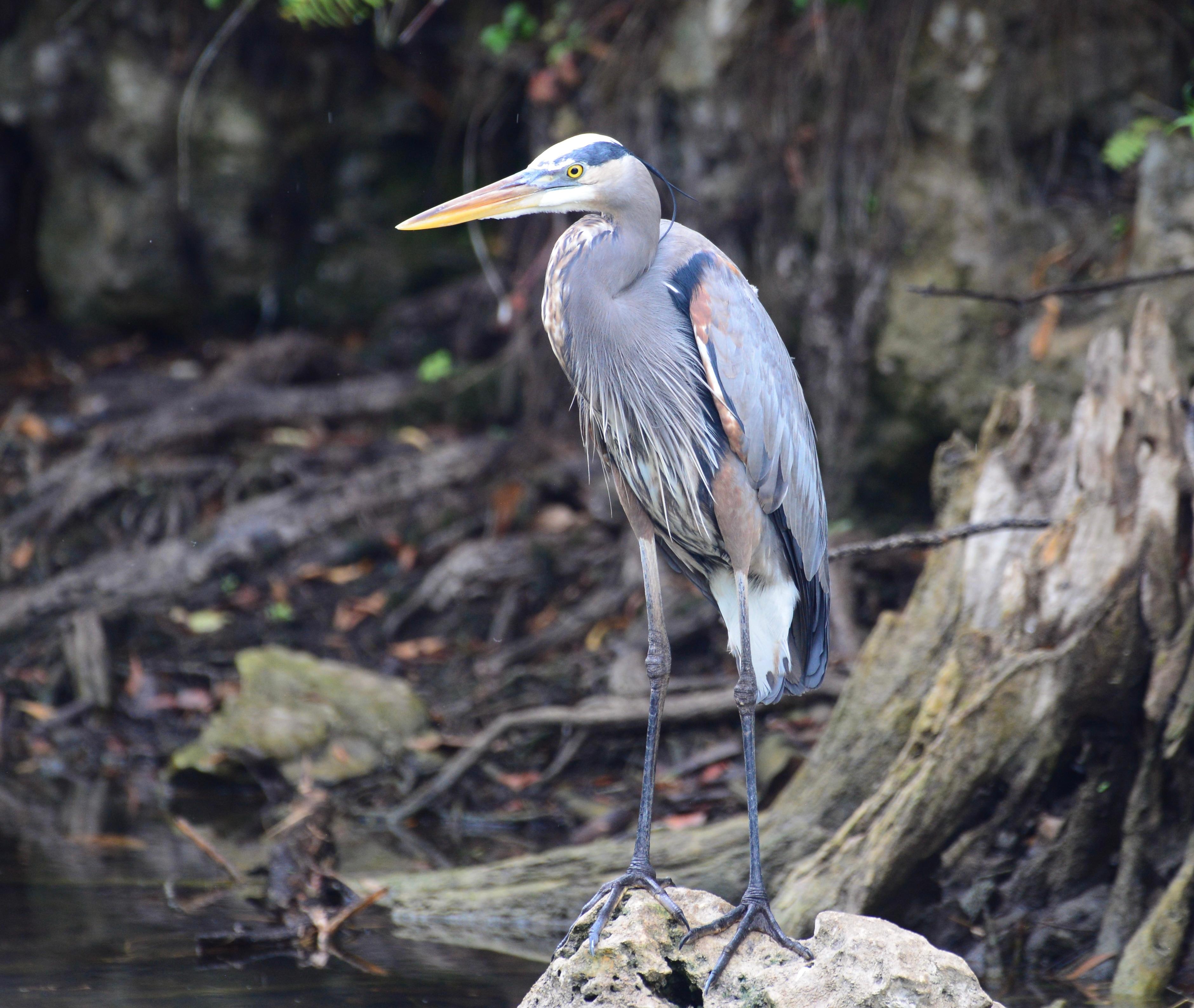 Photos taken at the nearby park in Homossas.