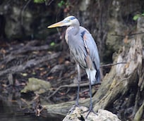 Photos taken at the nearby park in Homossas.