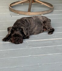Porch naps