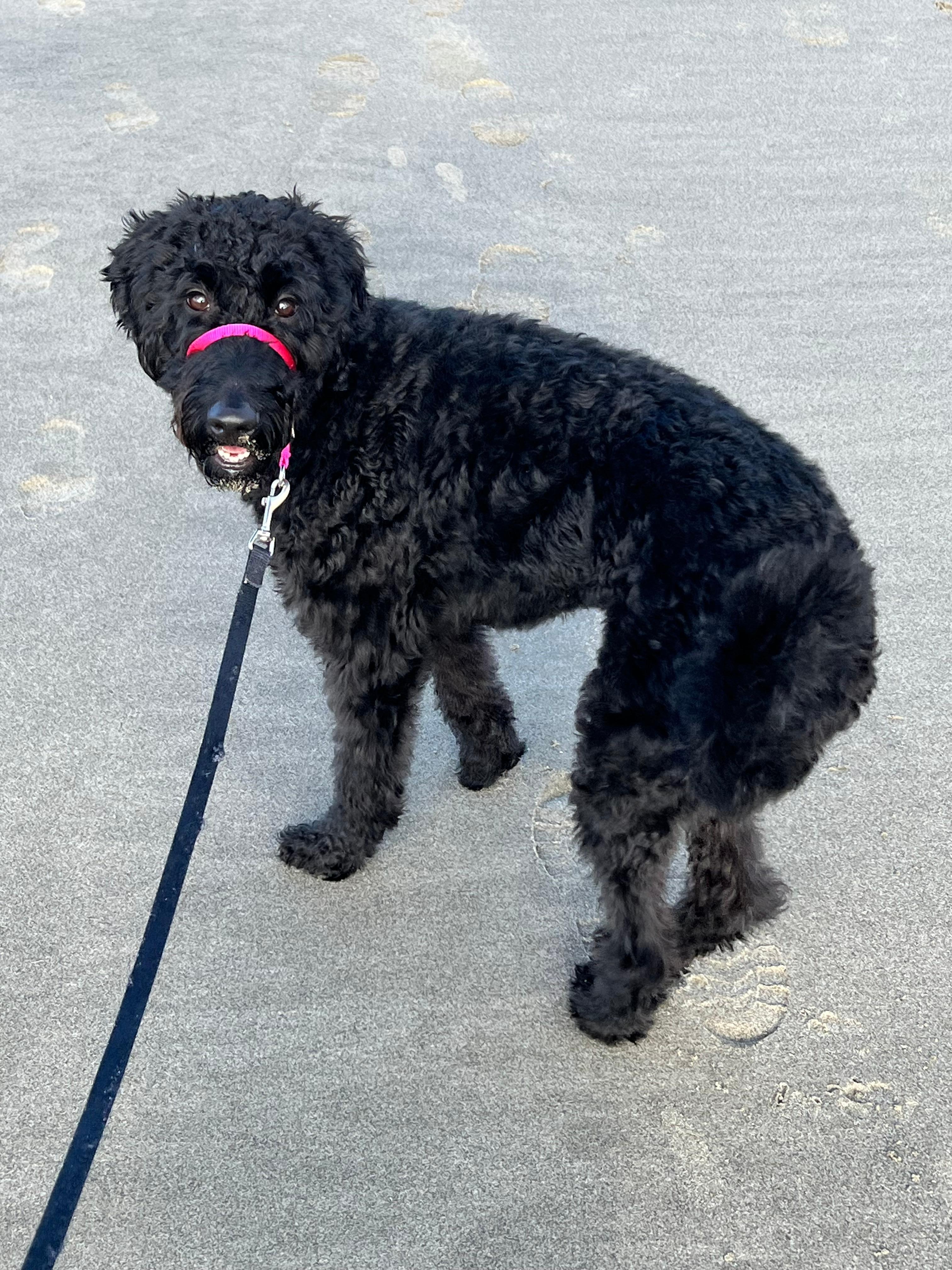 Our pups loved it too. 