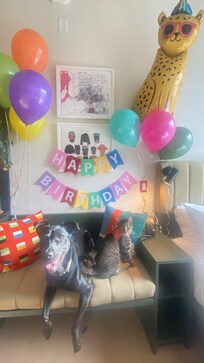 Avocado (the cat) and Toast (the dog)