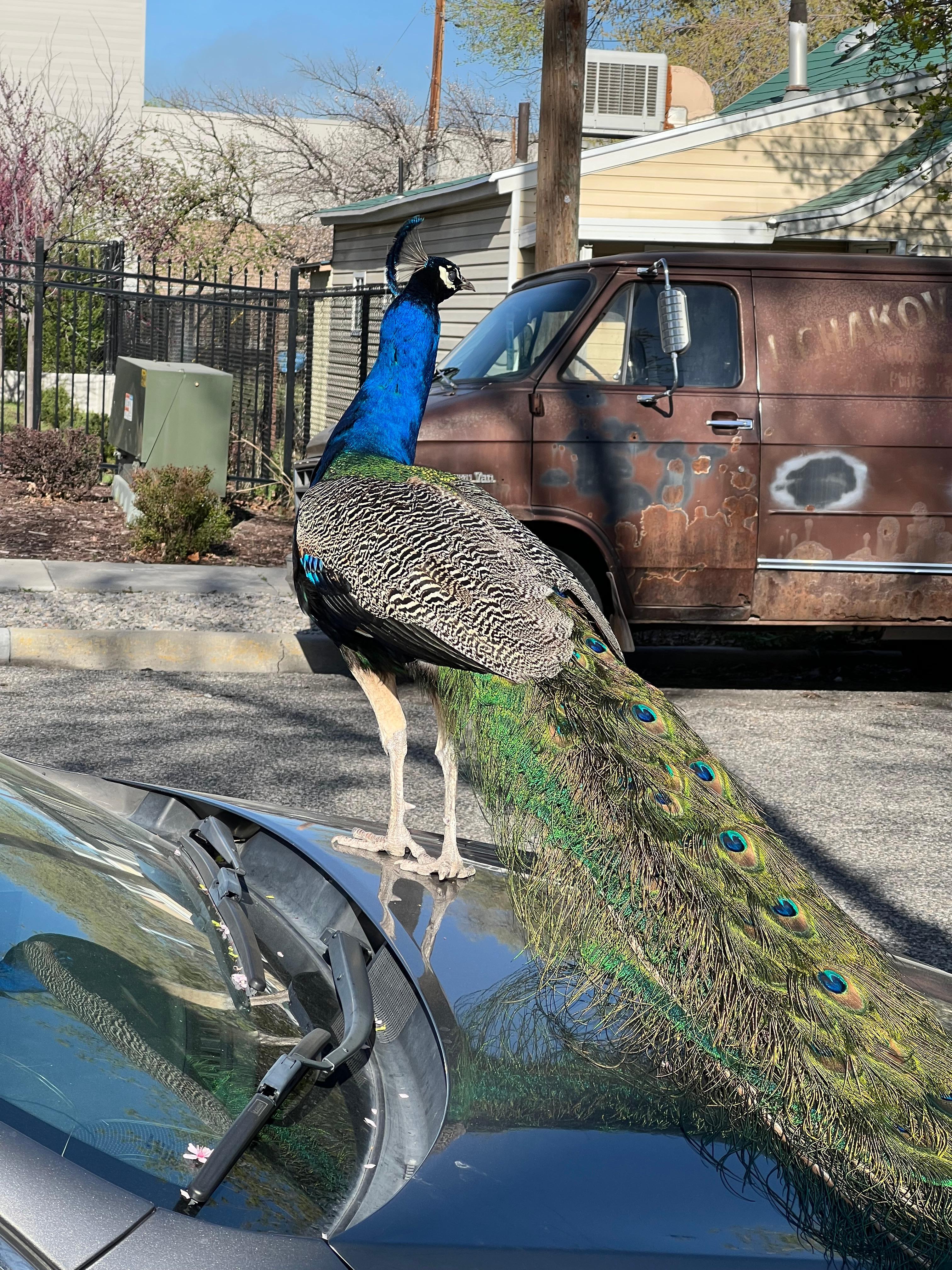 Feral peacocks near the river. Nice walking trails
