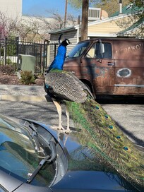Feral peacocks near the river. Nice walking trails