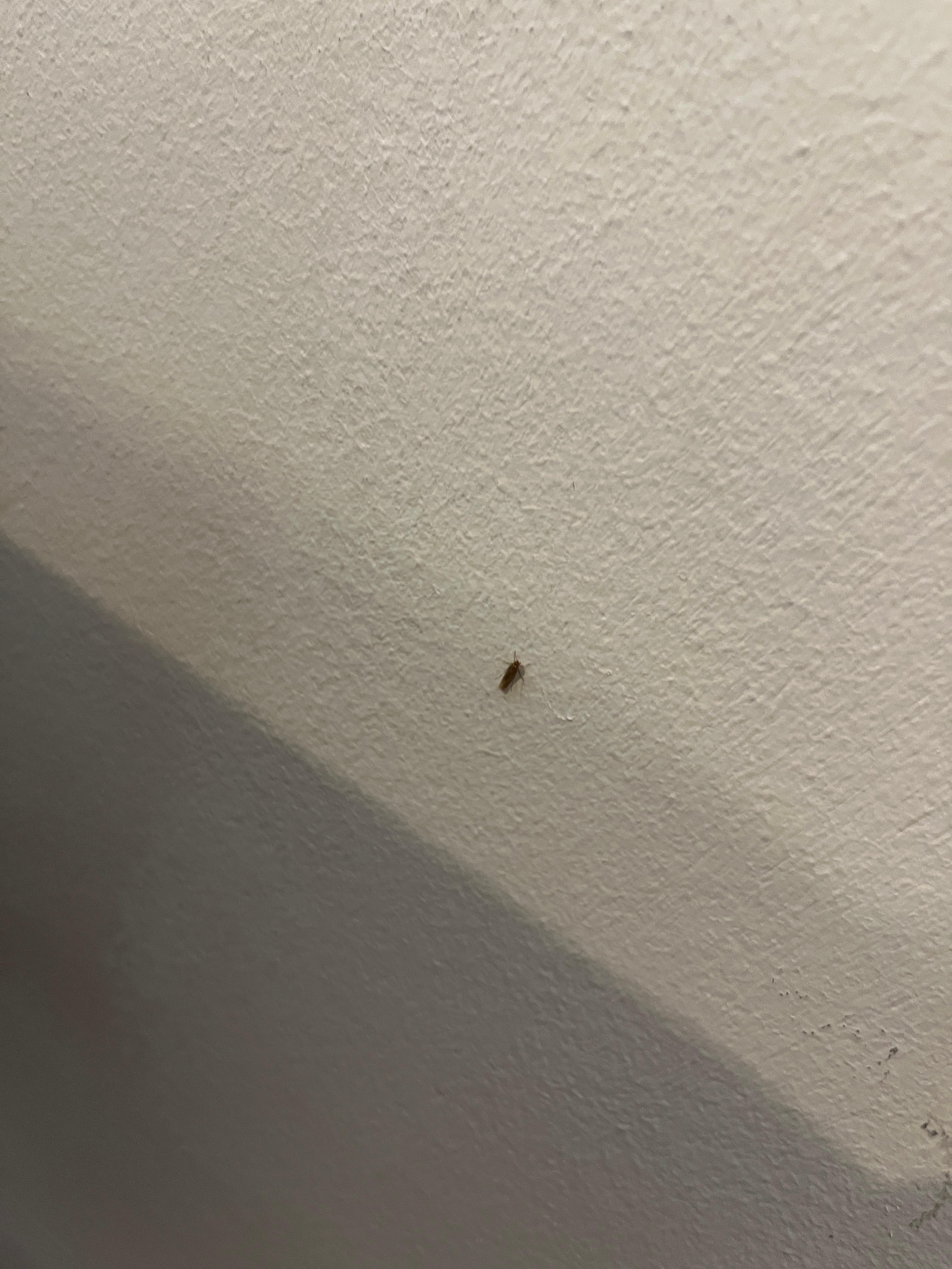 more bedbugs