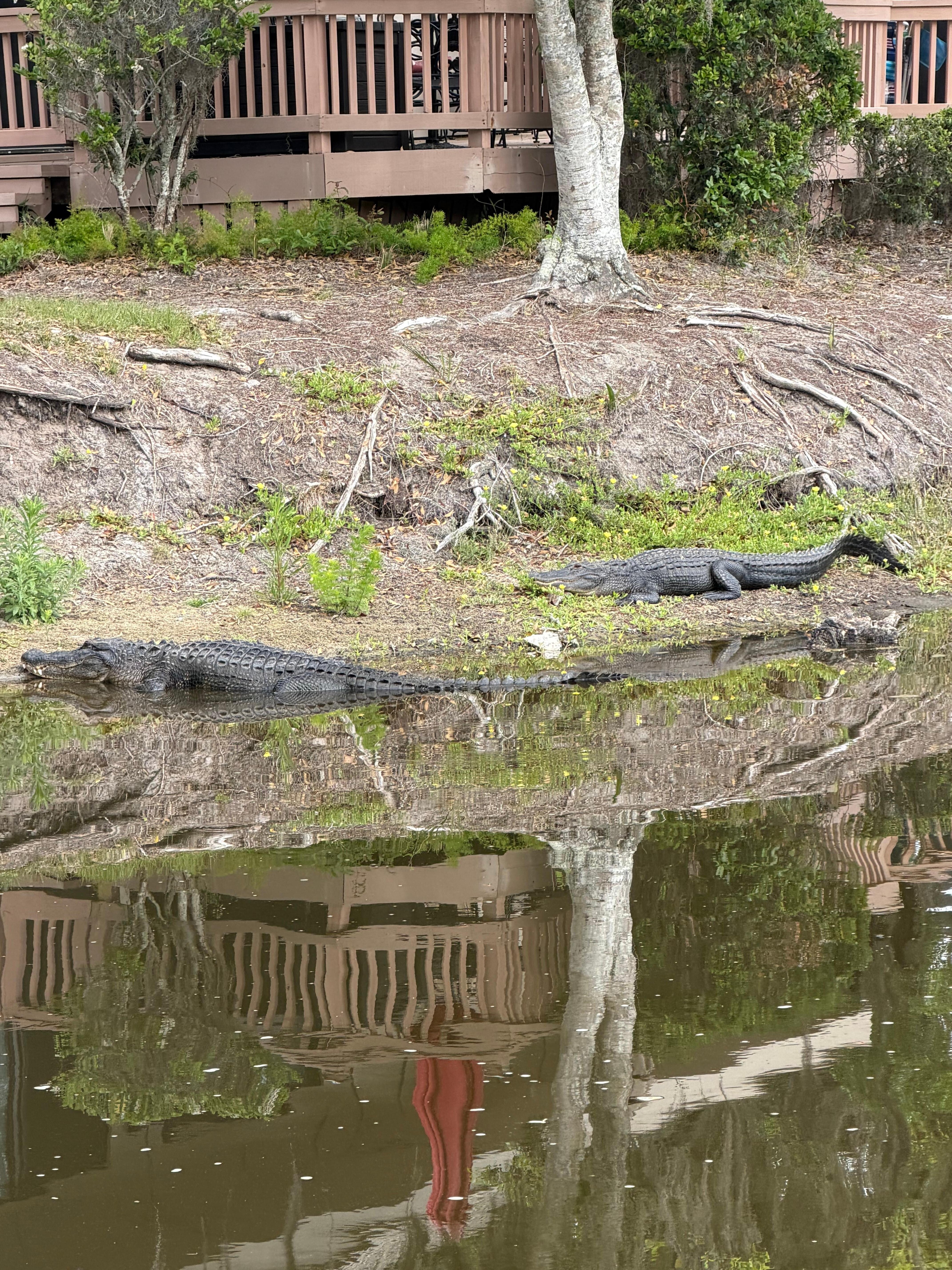 2 alligators 