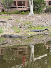 2 alligators
