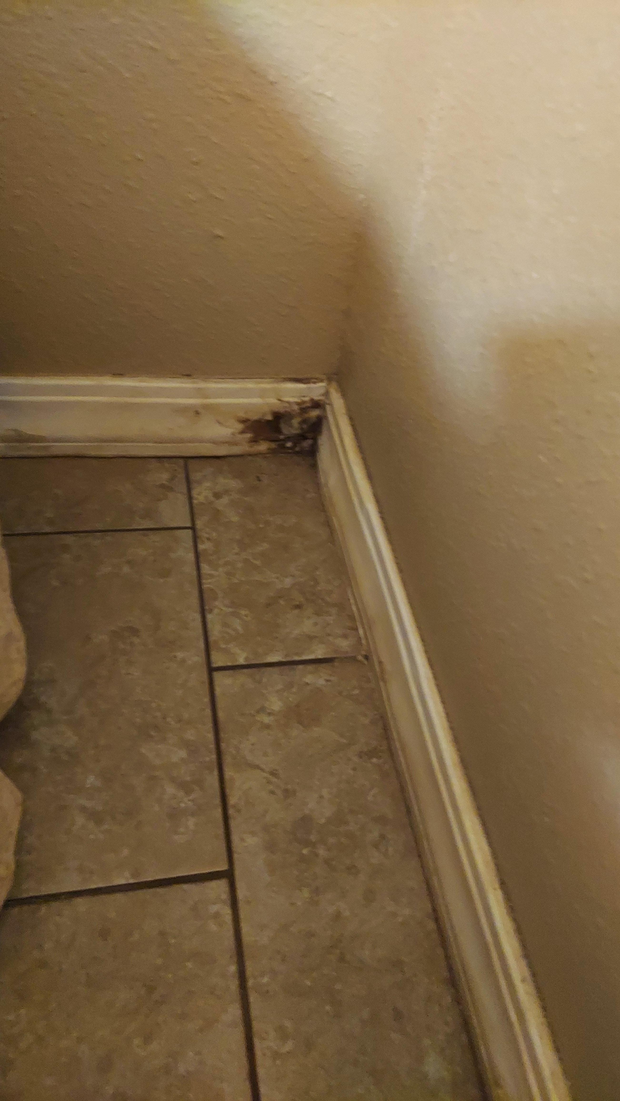 Baseboard by the bed. Almost all of the baseboards had mildew and mold