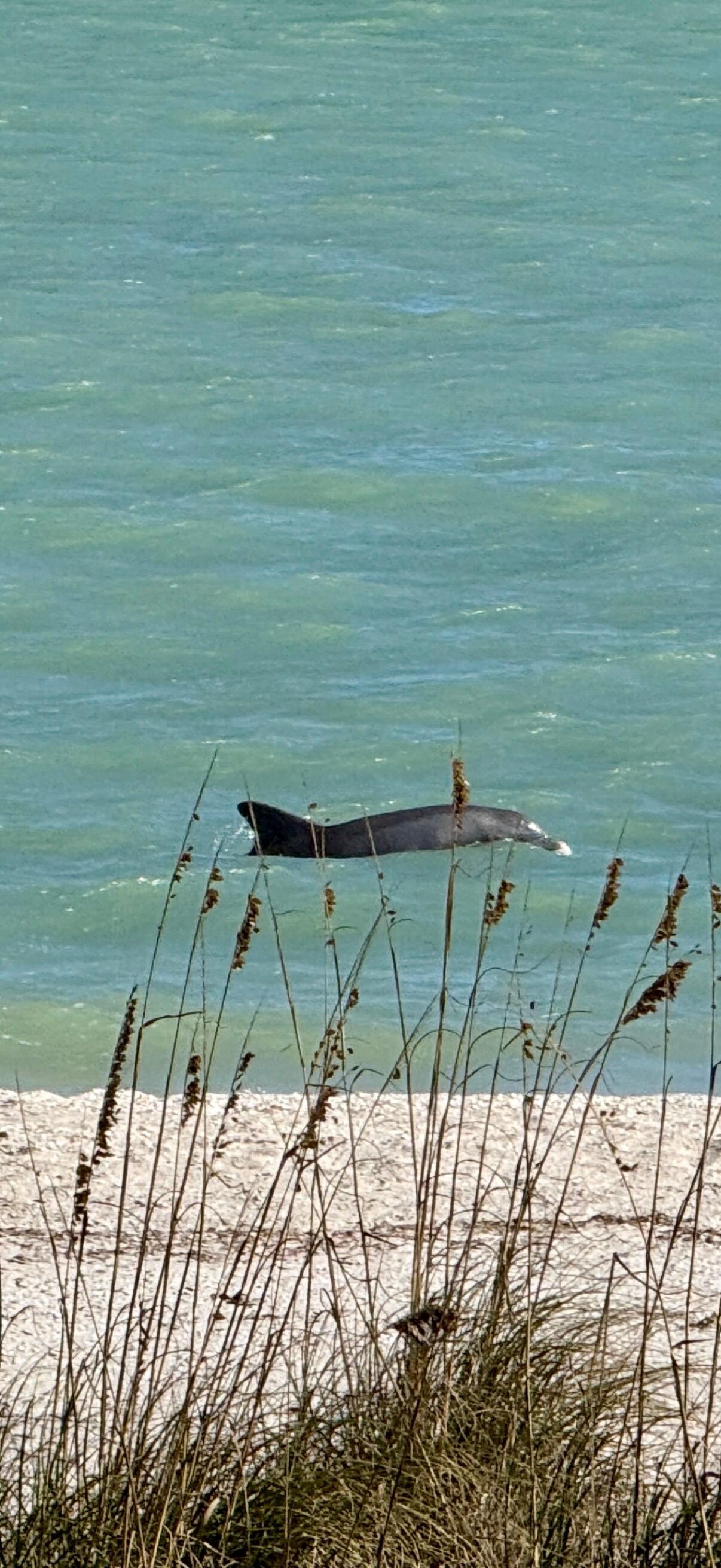 Dolphins so close - it drops off there where you see the dolphin and fish get caught making it a favorite place for dolphins to eat breakfast :)
