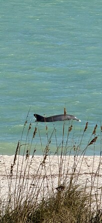 Dolphins so close - it drops off there where you see the dolphin and fish get caught making it a favorite place for dolphins to eat breakfast :)