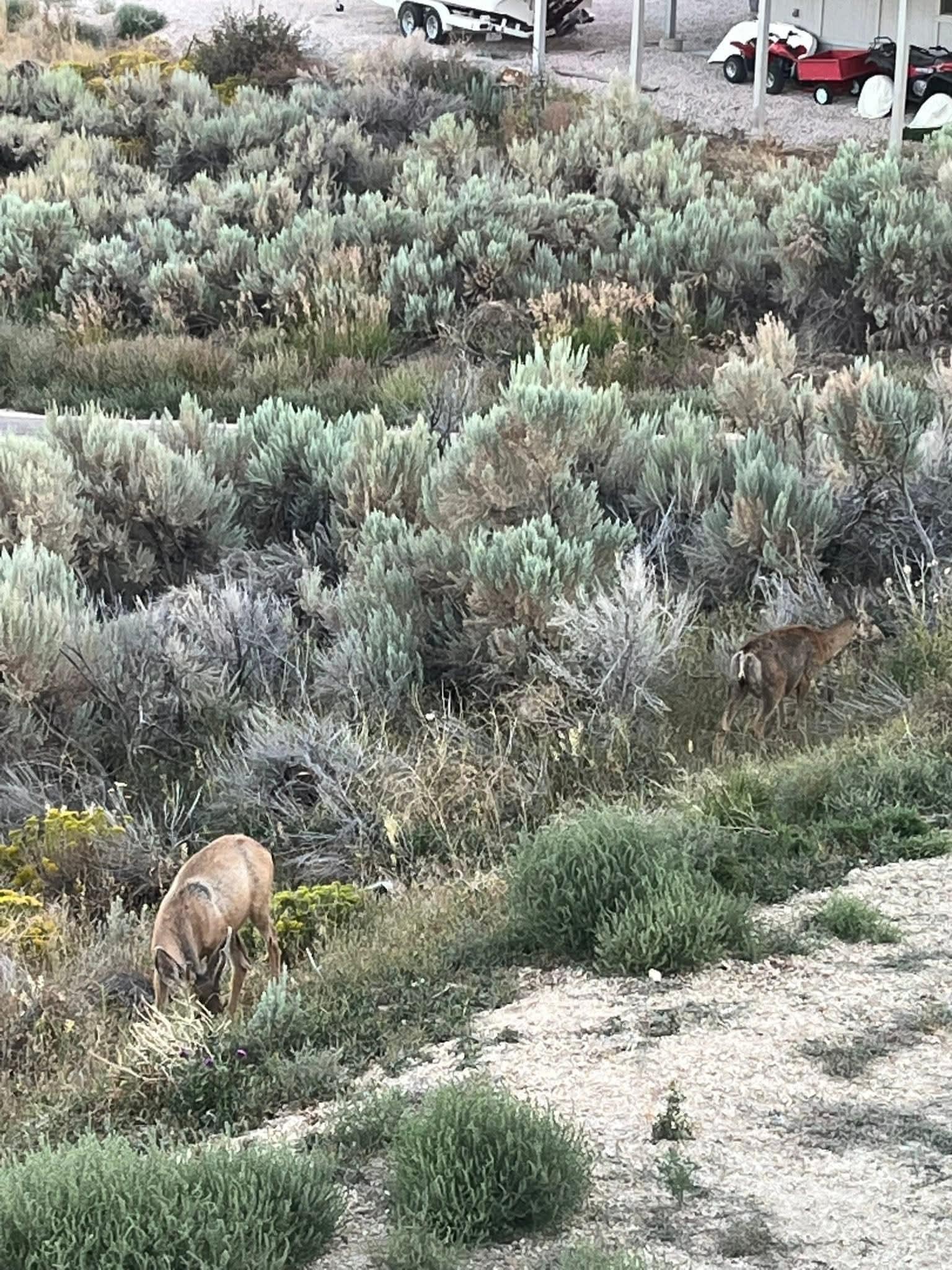 Dear outside our window!