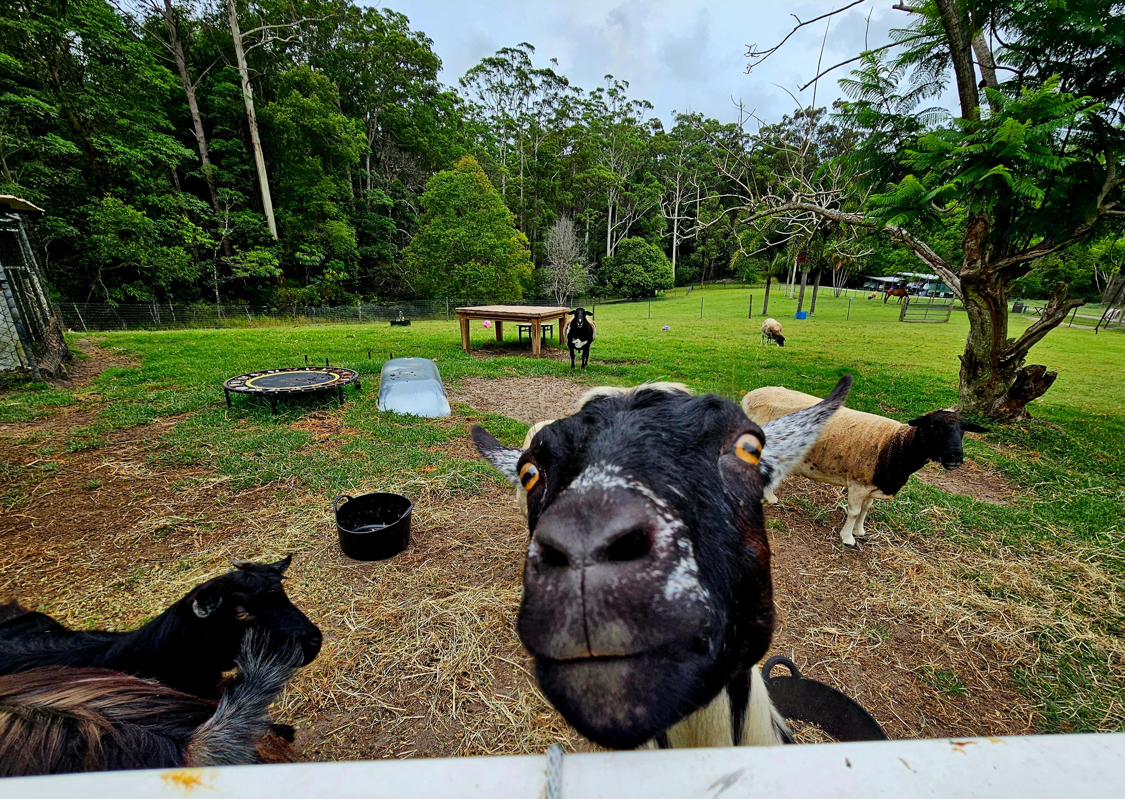 Did somebody mention carrots? 