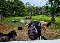 Did somebody mention carrots?