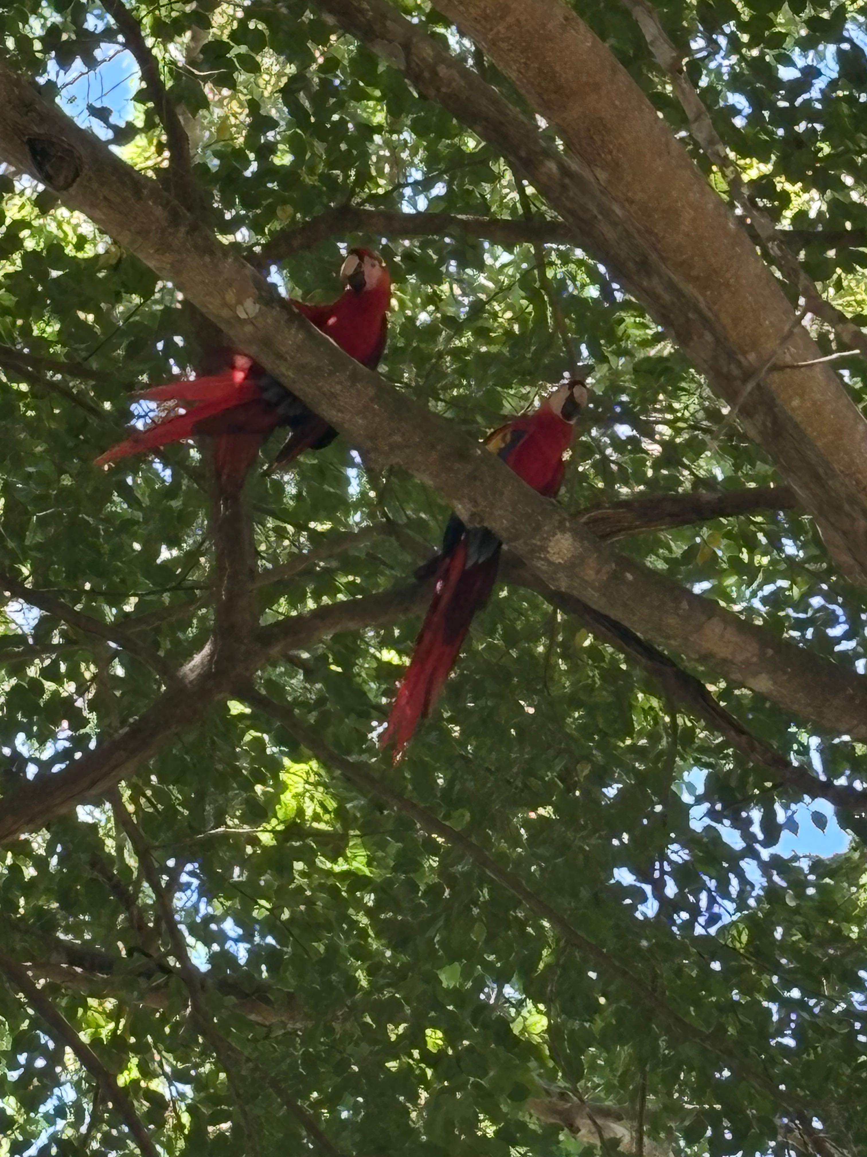 Scarlet macaws 