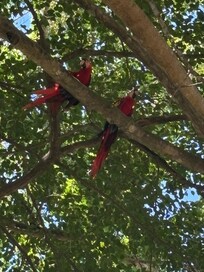 Scarlet macaws
