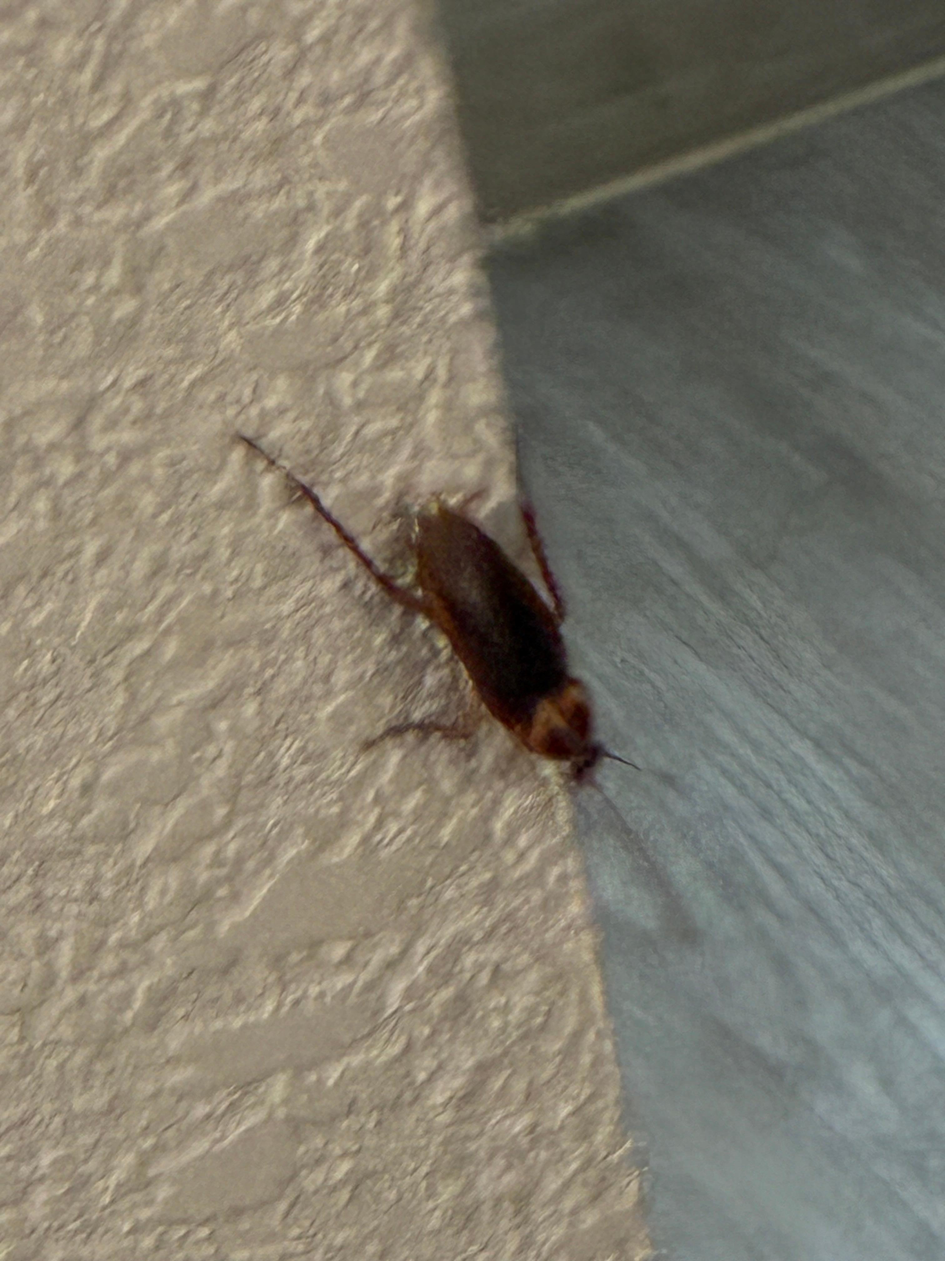 Roach 2 of 2.
Roach 1 ran underneath the lukewarm nini fridge. 👀😵💫