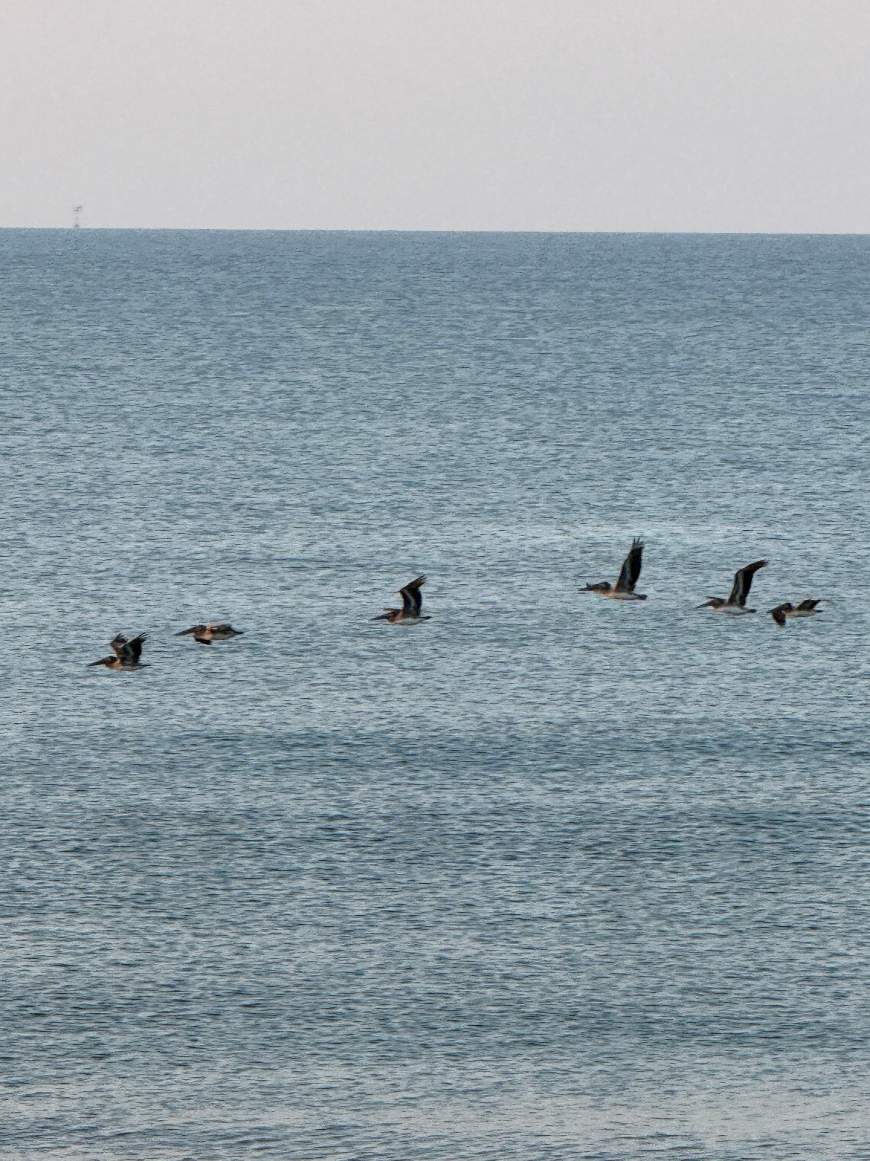 Pelicans 