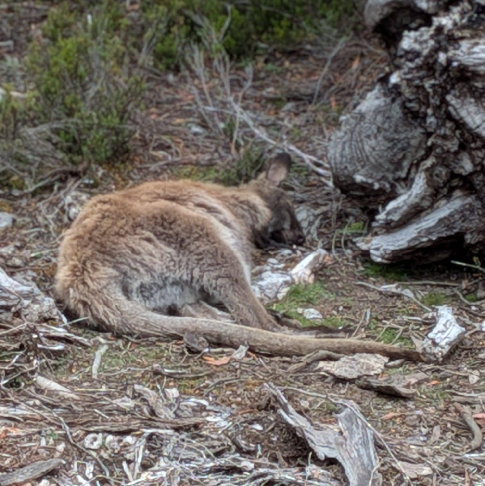 Sleeping right by our deck