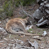 Sleeping right by our deck