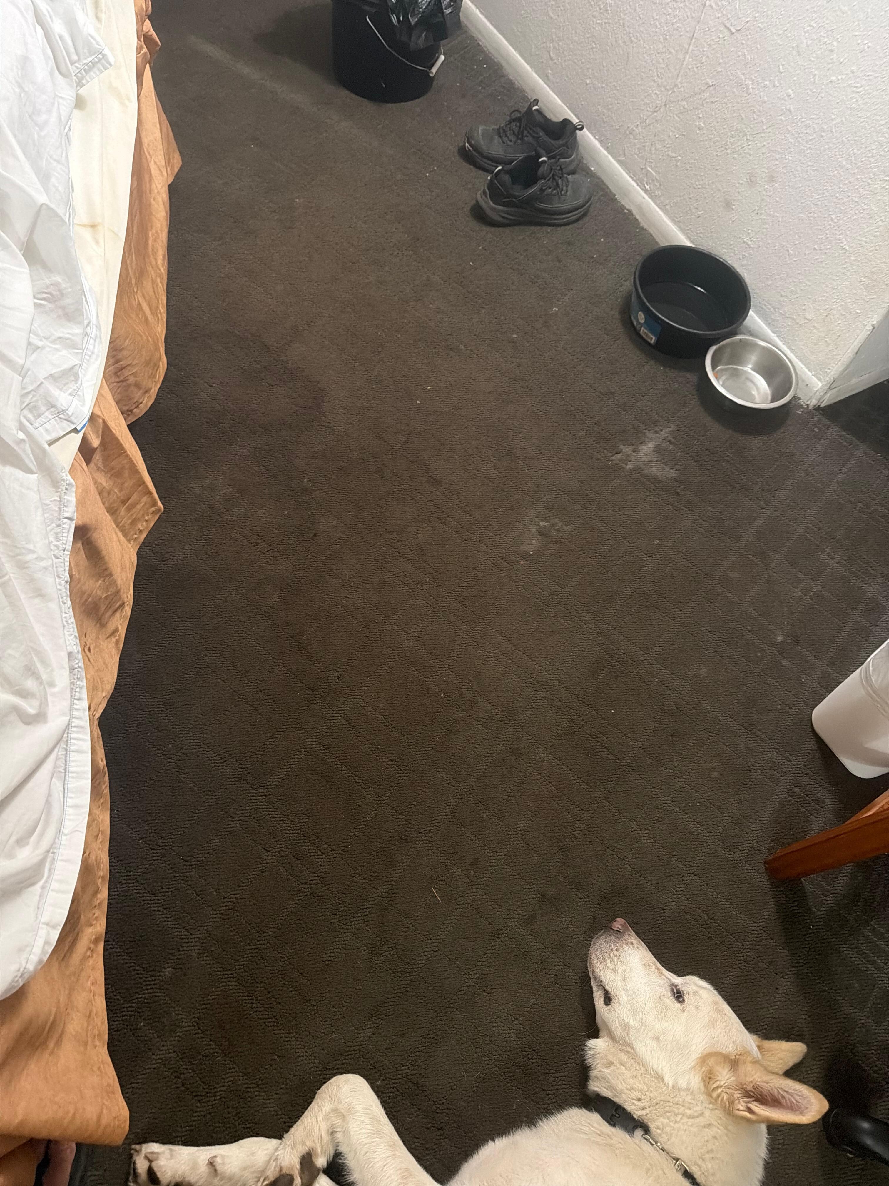 Disgusting carpets, don’t dare walk barefoot! Blood stains on the sham!