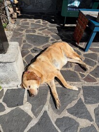 Chula! She and her brother Chapo are very chill.