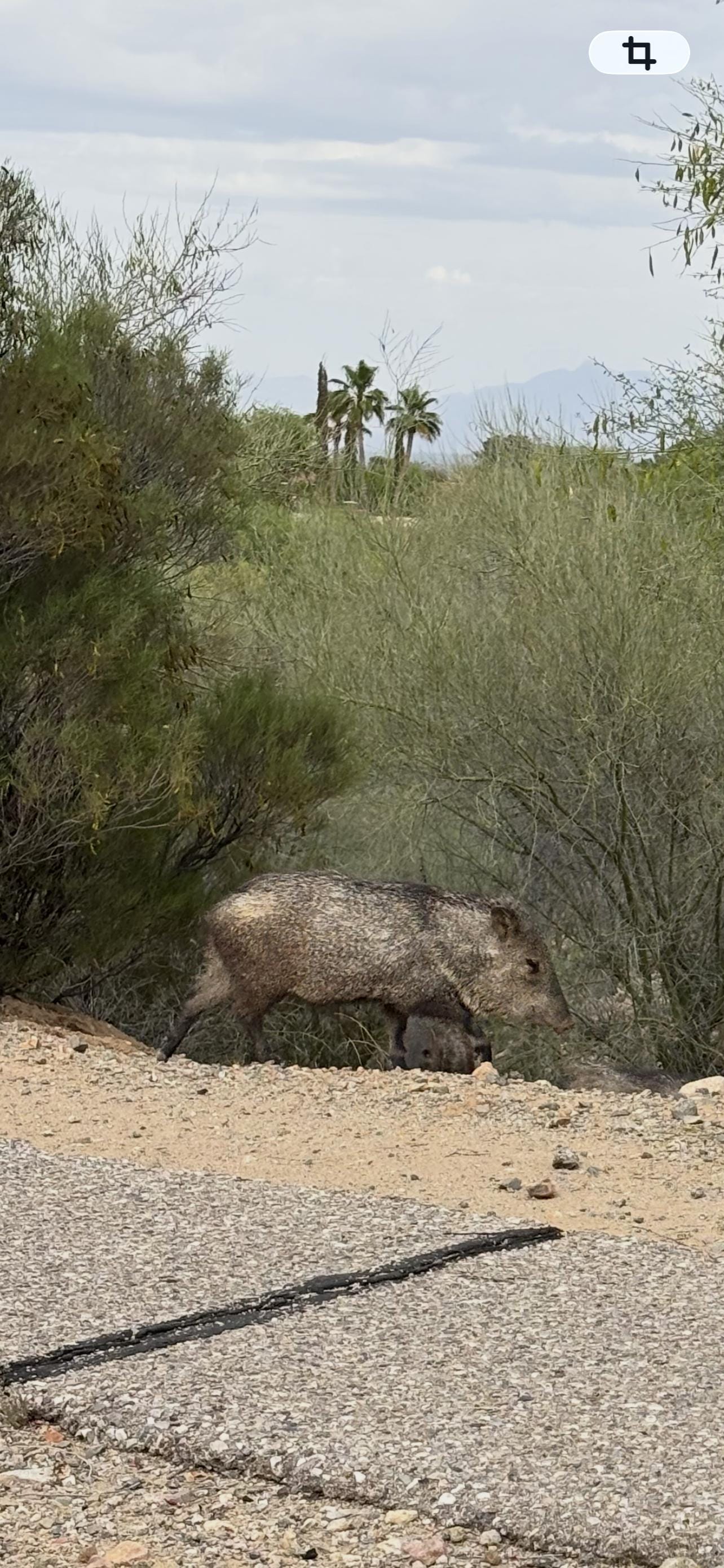 Javelinas