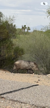 Javelinas