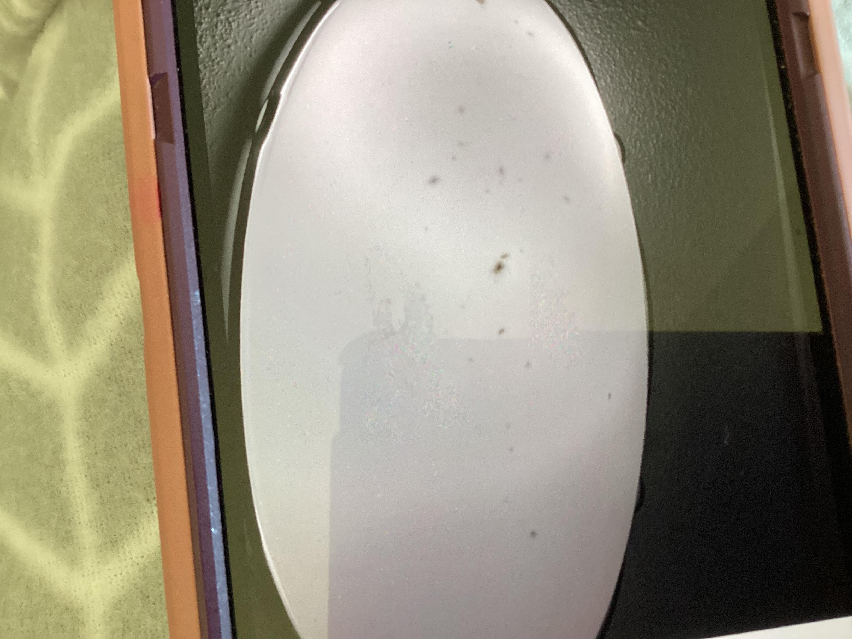 Bugs in kitchen ceiling light fixture