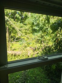 View of the backyard with trees fallen over