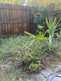 Grass needs to be cut